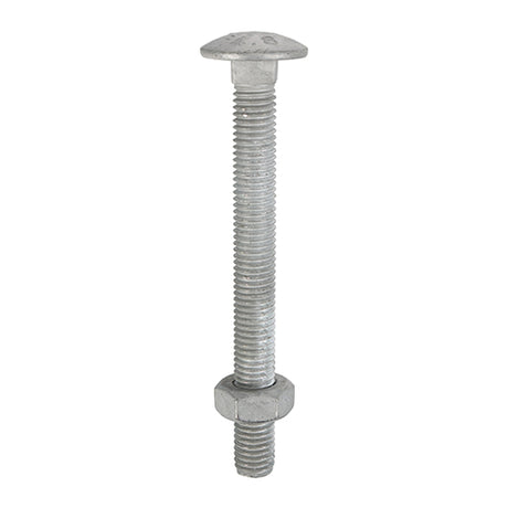 This is an image showing TIMCO Carriage Bolts & Hex Nuts - Hot Dipped Galvanised - M8 x 100 - 50 Pieces Box available from T.H Wiggans Ironmongery in Kendal, quick delivery at discounted prices.